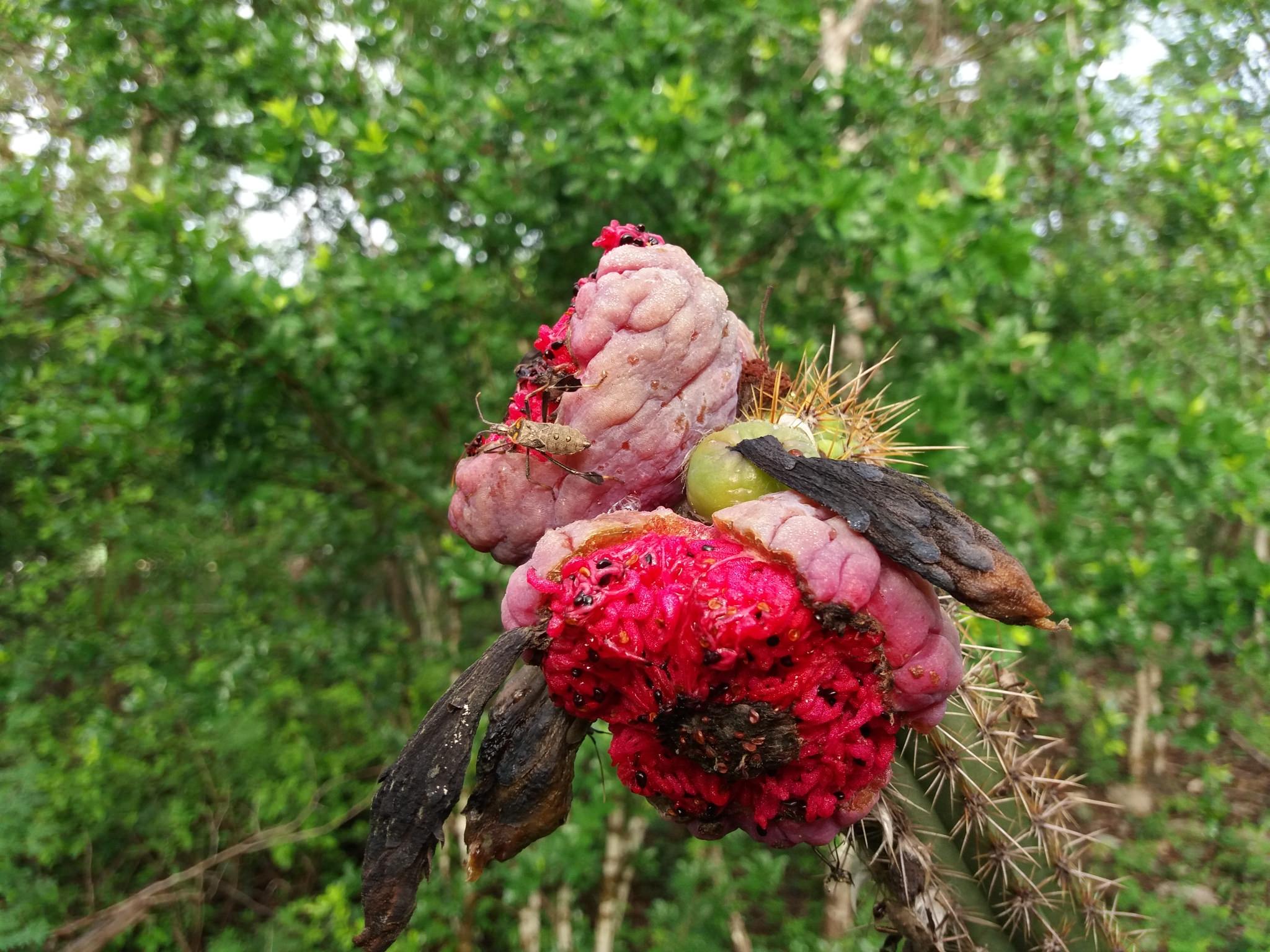 Pilosocereus gaumeri